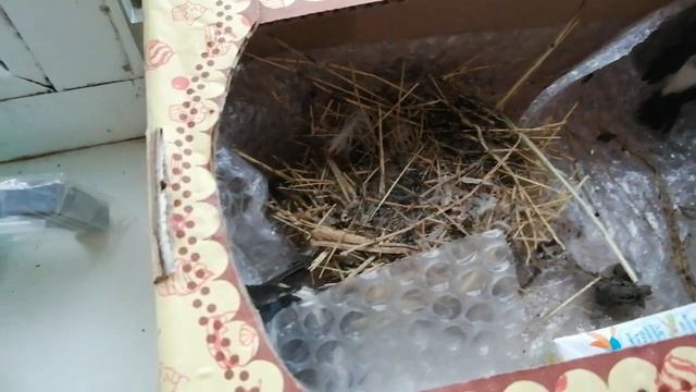 Упало гнездо, чем кормить малышей? Что делать? смотреть онлайн