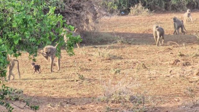 Часть 2 / Африка страна Кения / Национальный парк Амбосели отель Tawi Lodge смотреть онлайн
