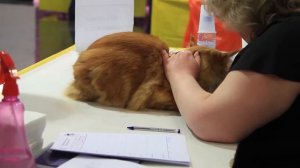 WCF Международная выставка кошек " Весенний АлмаКот 2017".  Часть 3