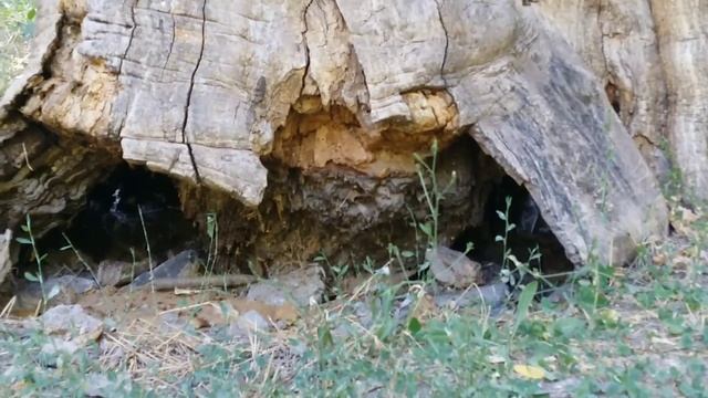 Дуб (Пушистый)и Акация.Ушакова балка АР Крым г. Севастополь 2019г. смотреть онлайн