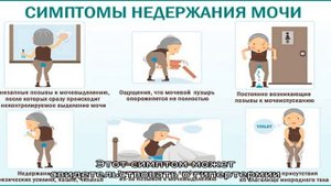 Недержание мочи у собак