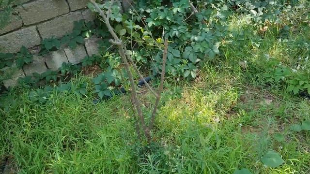 Гранатовые деревья после стрижки, плоды. смотреть онлайн