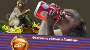 Странные праздники. Фестиваль обезьян.