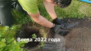 Посадка саженцев винограда технических сортов при помощи мотобура. Макеевка, весна 2022 года.