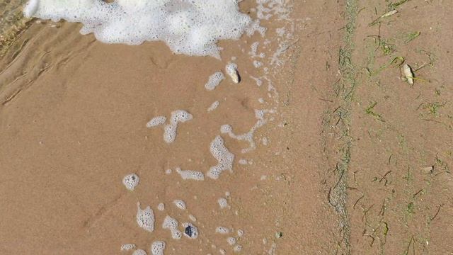 Массовая гибель рыбы на Волге в Самаре 3 августа 2021 смотреть онлайн