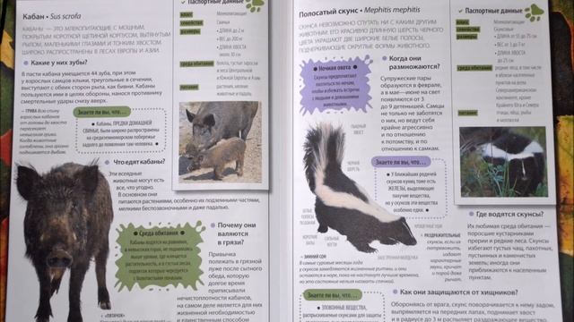 Леса умеренного пояса кабан и полосатый скунс смотреть онлайн