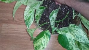 Splitting and Dividing Marble Queen Pothos plant.