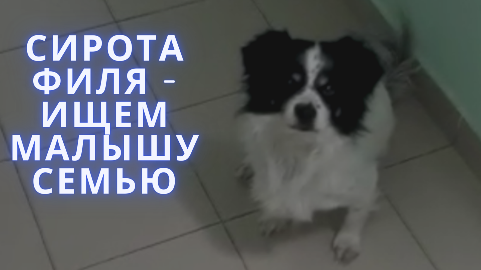 Хозяйка умерла, а Филю выкинули из квартиры... Спасем малыша?