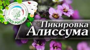Пикировка Алиссума! Как пикировать цветы алиссум.