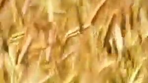 Княжий остров (Николай Емелин)