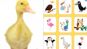 Звуки животных 1