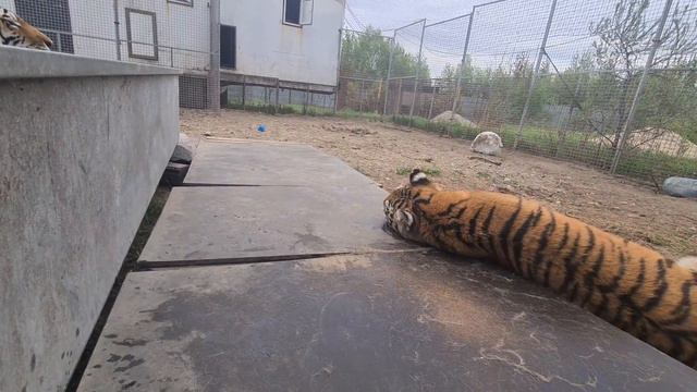 Самый грустный Тигр! смотреть онлайн