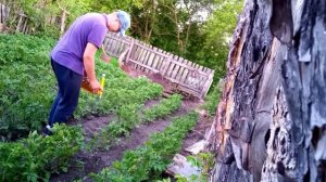КОЛОРАДСКИЙ ЖУК УЖЕ НЕ ПРОБЛЕМА !!!! СУПЕР ЭКОНОМИЧНЫЙ СПОСОБ ОПРЫСКИВАНИЯ КАРТОФЕЛЯ