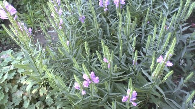 Physostegia virginiana - grow & care смотреть онлайн