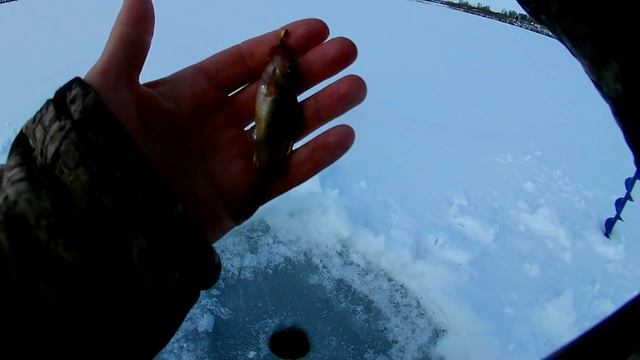 На этом пруду КЛЮЁТ ВСЕГДА! Зимняя рыбалка на мормышку, подводная съёмка. (LiveFishing) смотреть онлайн