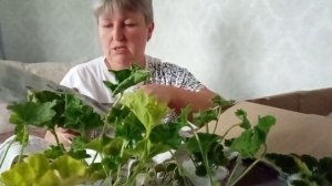 Посылка с черенками пеларгоний пришла через 6 дней/ почти даром купила кусты гераней