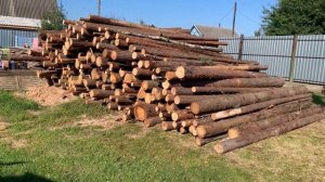 Сборы огурца 09.09-10.09. Огурец Северин. Огурец Седрик. Сколько мы сейчас собираем. Второй сезон