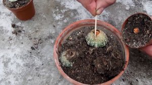 УХОД ЗА КАКТУСАМИ ЗИМОЙ | КАК ЧАСТО ПОЛИВАТЬ РАСТЕНИЕ?