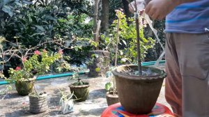 Bougainvillea Multi color grafting process.