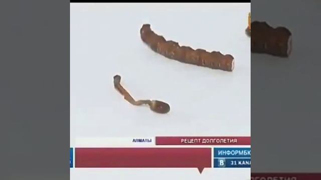 #елеф8 содержится гриб КАРДИЦЕПС.ЗДОРОВЬЕ И МОЛОДОСТЬ.Тел для связи 87476148792 Людмила