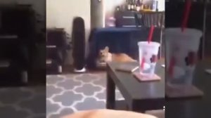 Кот насрал на кровать 😀🐈😱