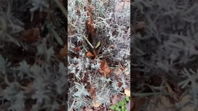Осенне-весенняя обрезка лаванды. Главный секрет.