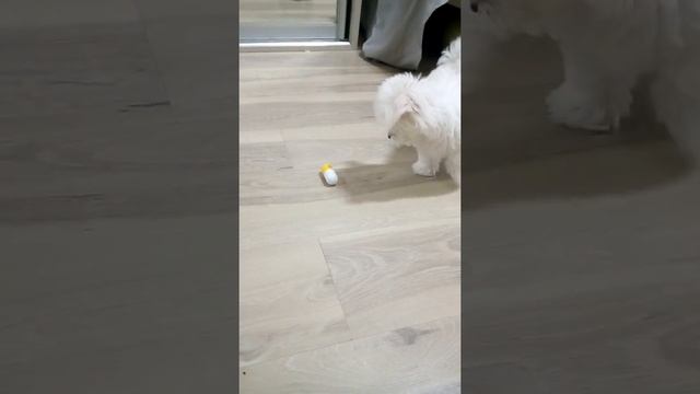 Купили собаку смотреть онлайн