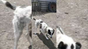 Селекция алабай и такса. Кто получился?!!!
