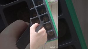 Выращиваем петрушку в губке для мытья посуды