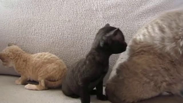 Devon Rex of eternal passion G-Wurf смотреть онлайн