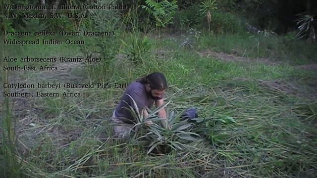 Day 70 of New Year's Planting: A very quick Washingtonia while the battery dwindles. смотреть онлайн