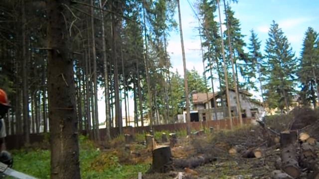 Валка елей.Destruction of the affected beetles of trees in Russia смотреть онлайн