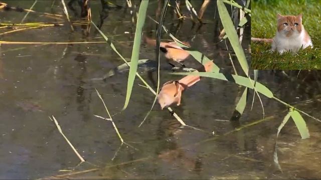 Усатая синица - Panurus biarmicus смотреть онлайн
