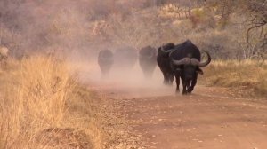 Испанская коррида