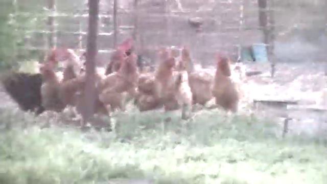 Встречаем рассвет Пасха 2013 смотреть онлайн