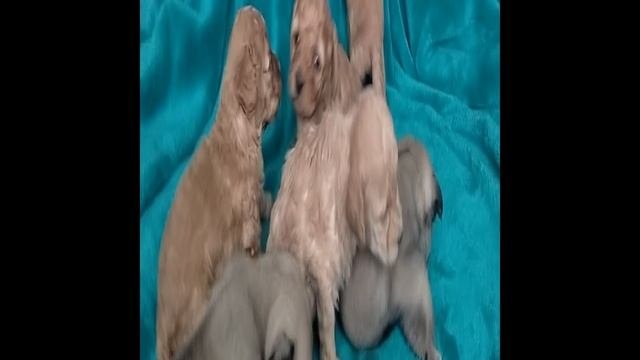 милашки