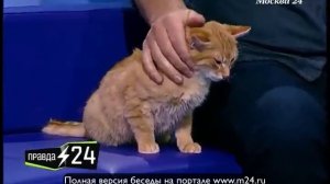 Проханова интересует с кем спит кошка
