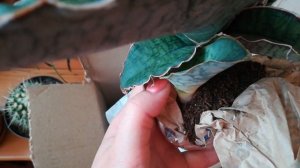 Распаковка. Моя новинка - сансевиерия Кирки. Бегонии ?