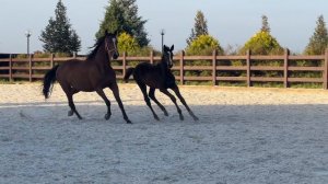 Vacarica de Temple - 2024