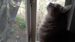 Бездомные собаки... Свиные желудки... Жду собак с кошками...