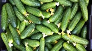 Семена Огурца корнишон Веселая компания купить+