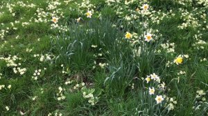 Daffodil (Narcissus) & Primrose (Primula)  - plants - April 2018