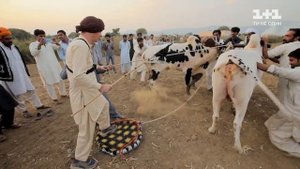 Как проходят невероятные гонки на быках в Пакистане