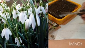 ПОДСНЕЖНИКИ И КАК ИХ СОХРАНИТЬ ДО ВЫСАДКИ 🤔