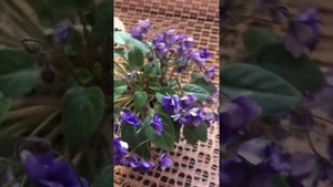 Фиалки в январе 2021 года. «Rob’s Wagga Wagga” ? Одна голова хорошо, а две лучше?#мини#фиалкизимой