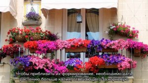Чем подкормить петунию для обильного цветения