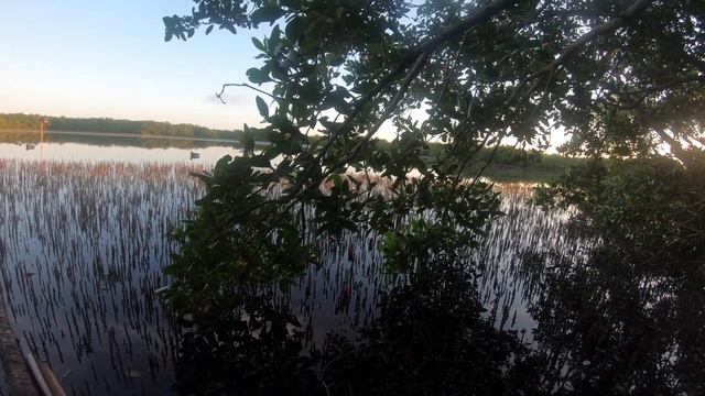 Охота На Дикую Утку, Как это происходит В Флориде!!! смотреть онлайн