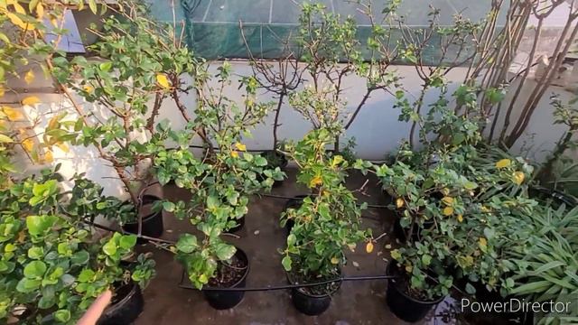 Mistakes U should Never Do In Hibiscus Before After Pruning small leaves in hibiscus смотреть онлайн