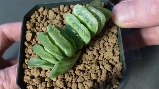 HAWORTHIA TRUNCATA 'EMERALD CREAM' - New Succulent In My Plant Collection & Some GROW TIPS смотреть онлайн