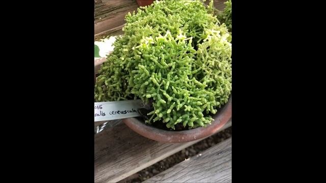 Rhipsalis Cereuscula